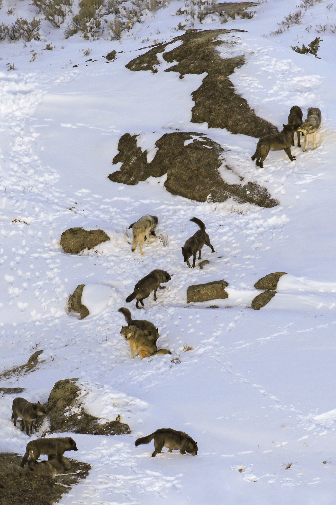 Wolf pack